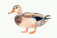 Watercolor mallard duck with soft brown and beige tones on white background, artistic nature illustration suitable for wall art and stationery design.