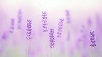 Soft purple lavender flowers in dreamy field with gentle bokeh background creating peaceful aromatherapy and wellness atmosphere for relaxation design.