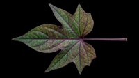 Decorative autumn leaf with deep green and burgundy tones, isolated on transparent background. Ready for clipart, t-shirt design, stickers, sublimation, print-on-demand products, and digital crafts.