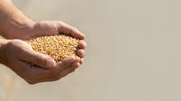 Farmer's hands holding golden wheat grains, agricultural harvest concept for farming, grain trade, and food production industry use.