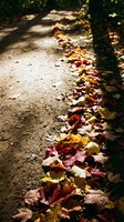 Autumn leaves scattered along a shaded forest path with dappled sunlight filtering through trees, creating a seasonal outdoor scene for fall-themed designs.