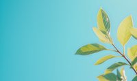Fresh green leaves on branch against turquoise blue background. Minimalist spring nature composition with copy space for text placement.