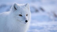 Arctic fox with pristine white winter coat and amber eyes in snowy landscape. Wildlife photography showcasing natural winter camouflage adaptation.