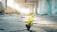 Young green plant growing through crack in concrete floor of abandoned building, symbolizing hope, resilience and nature's persistence.