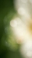 Soft blurred bokeh background with green and cream tones, ideal for overlays, web design, and creative projects requiring subtle depth and natural color transitions.
