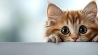 Curious ginger kitten with big green eyes peeking over edge, head and paws visible against soft blurred background, playful expression and fluffy fur.