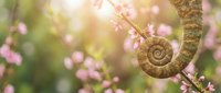 Chameleon tail curled in spiral shape among pink spring blossoms with warm sunlight creating dreamy bokeh background for nature and wildlife themes.