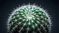 Round barrel cactus with sharp white spines against dark background, succulent desert plant for home decor and gardening projects.