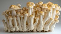 White mushrooms with textured caps growing in cluster formation on light background, macro photography showing detailed fungal structure and natural patterns.