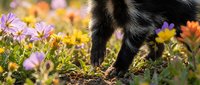Dog paws walking through colorful wildflower meadow with purple and yellow blooms in natural outdoor setting for pet care and nature concepts.