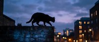 Black cat silhouette walking on a brick wall at dusk with a moody purple sky and blurred city lights in the background.