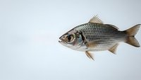 Fresh whole fish with silver scales isolated on white background for culinary and seafood market use.
