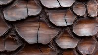 Weathered pine cone scales create natural pattern with rich brown tones and organic textures, showing detailed macro view of botanical structure.