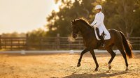 Female equestrian in white riding attire on dark bay horse during golden hour training session in outdoor arena with warm sunset lighting.
