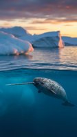 Narwhal swimming underwater near icebergs at sunset, split-view composition showing arctic marine life and glacial landscape for wildlife and nature content.