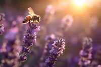 Honey bee collecting nectar from blooming lavender flower in golden sunset light, perfect for nature magazines, environmental articles and wellness products marketing.