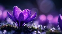 Purple crocus flower with dewdrops blooming in moss against dreamy bokeh background for spring nature and botanical design projects.