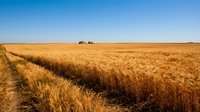 Golden wheat field ready for harvest with combine harvester in distance under clear blue sky. Rural farming landscape showcasing agricultural abundance.