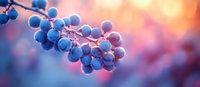 Wild grapes cluster on vine branch at sunset with soft pink and purple bokeh background, dreamy autumn nature macro photography.