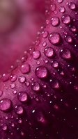 Magenta surface covered with water droplets and condensation, creating a fresh, wet texture suitable for backgrounds and design projects.