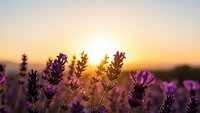 Purple lavender flowers blooming in golden sunset light with warm bokeh background for aromatherapy and wellness concepts.