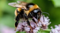 Macro shot of bumblebee collecting nectar from pink wildflower against blurred green background. Detailed view shows distinctive black and orange stripes, wings, and proboscis.
