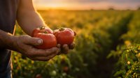 Farmer hands holding fresh ripe red tomatoes at sunset in agricultural field with golden light and blurred crop rows background for organic farming.