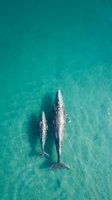 Aerial view of two whales swimming in crystal clear turquoise ocean water, marine wildlife conservation and nature photography for environmental campaigns.