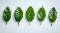 Fresh green rose leaves arranged in row on light gray background. Isolated botanical elements for natural design, gardening concepts and eco-friendly projects.