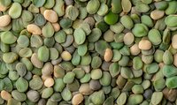 Green and yellow dried split peas background pattern. Natural organic legumes and pulses scattered across surface creating food texture for healthy cooking.