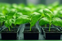 Fresh basil seedlings growing in small black plastic containers with rich soil, vibrant green leaves showing healthy development for gardening and cooking.