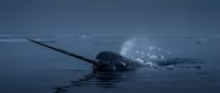 Arctic narwhal whale swimming in dark blue ocean waters with distinctive long tusk breaking surface creating splash in cold northern marine environment.