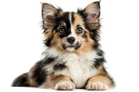 Tricolor Shetland Sheepdog puppy lying down on white background, front view portrait of young sheltie with alert expression and distinctive markings.