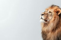 Majestic male lion with golden mane in profile against white background, looking upward with dignified expression.