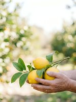 Farmer's hands holding fresh yellow lemons with green leaves on branch in orchard garden. Harvesting citrus fruit for agriculture, farming, and food production use.