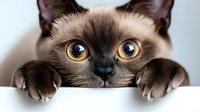 Curious Siamese cat with bright blue eyes peeking over white edge, showing paws and expressive face in close-up macro photography.