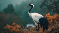 Elegant red-crowned crane standing in autumn meadow with misty forest background, showcasing wildlife in natural habitat during fall season.