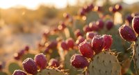 Prickly pear cactus with ripe red fruits in golden sunset light, desert landscape with warm bokeh background for natural wellness and southwestern themes.