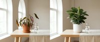 Houseplant care transformation showing wilted plant recovery to healthy green foliage on wooden table by sunny window.