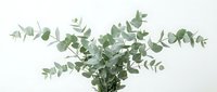 Isolated eucalyptus branches with green foliage on white background, ready for design projects, floral arrangements, botanical illustrations, and decorative applications.