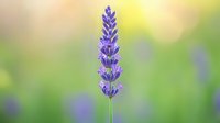 Purple lavender flower spike in soft focus with blurred green background and warm sunlight creating dreamy bokeh effect for aromatherapy and wellness designs.