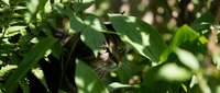 Tabby cat with green eyes peeking through dense green foliage and plants outdoors, ideal for pet, nature and wildlife content.