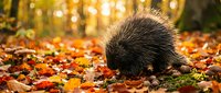 Porcupine foraging among colorful autumn leaves in forest setting with warm golden sunlight filtering through trees creating natural wildlife scene.