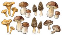 Mushroom and toadstool varieties isolated on white background, including chanterelles, porcini, morels and button types. Suitable for culinary, botanical and educational design projects.