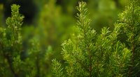 Fresh green rosemary herb plants growing in garden, close up view with soft focus background showing natural organic aromatics and culinary herbs.