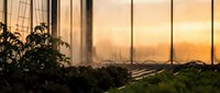 Modern greenhouse interior with tomato plants at golden hour sunset creating warm atmospheric lighting for sustainable agriculture and organic farming.