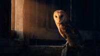Barn owl perched in rustic wooden doorway with warm golden sunlight creating dramatic shadows and atmospheric lighting for wildlife photography.