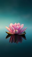 Pink lotus flower floating on calm water with reflection against serene teal gradient background for meditation and wellness concepts.