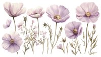 Delicate purple cosmos flowers with stems and buds in soft watercolor style on white background, botanical floral arrangement for wall art and stationery design.