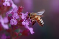 Honey bee collecting nectar from pink spring blossoms against blurred purple background, macro photography showing detailed wings and pollen-covered body.